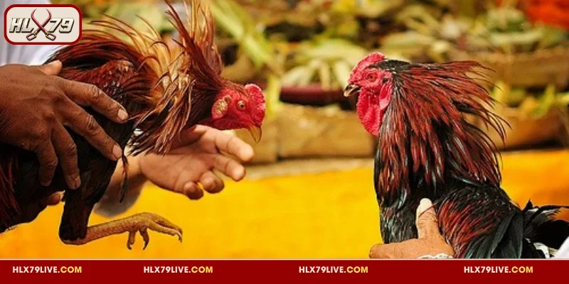 Đá Gà WS168 - Chuyên Mục Giải Trí Hấp Dẫn, Cược Là Mê 2 Tổng quan về đá gà WS168